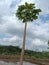 Carica papaya plants grow tall against the blue sky