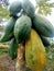 carica papaya single-stemmed plant that grow, fruit color when young dark green and when ripe ligh rich in vitamin C