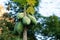 Carica papaya tree