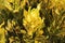 Caricature plant, gold leaves and Graptophyllum pictum