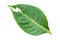 Caricature plant Graptophyllum pictum leaf