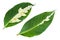 Caricature plant Graptophyllum pictum leaves