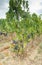 Carignano del sulcis grapes ready for harvest