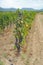 Carignano del sulcis grapes ready for harvest