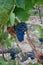 Carignano del sulcis grapes ready for harvest