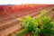 Carinena and Paniza vineyards in autumn red Zaragoza Spain