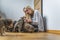 Caring caucasian young adult woman sits on wooden floor in a room and plays with saved mixed-breed puppies. Temporary