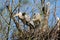 Caring couple gray heron, Ardea cinerea, building nest in tree, birds parents rearing offspring, animal breeding in wild, wildlife