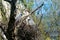 Caring couple gray heron, Ardea cinerea, building nest in tree, birds parents rearing offspring, animal breeding in wild, wildlife