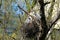 caring couple gray heron, Ardea cinerea, building nest in tree, birds parents rearing offspring, animal breeding in wild, wildlife