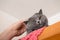 Caring for a domestic cat. Combing the animal`s fur. British shorthair cat gets groomed