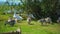 Caring goose with small baby goslings walking freely on animal ranch. Cute happy livestock happy bird family on farm