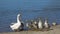 Caring goose with small baby goslings walking freely on animal ranch. Cute livestock happy bird family on farm lake