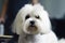 Caring for a haircut for a pet, grooming a white small dog at the barber, close-up. AI generated.