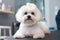 Caring for a haircut for a pet, grooming a white small dog at the barber, close-up. AI generated.