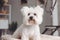 Caring for a haircut for a pet, grooming a white small dog at the barber, close-up. AI generated.