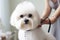 Caring for a haircut for a pet, grooming a white small dog at the barber, close-up. AI generated.