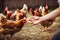 Caring Hands Tending to Flock of Chickens on the Farm. created with Generative AI