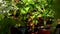 caring for a home garden plant in a pot. home gardening. cultivation and planting of flowers and ornamental
