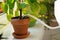 Caring of houseplant: white watering can water indoor flower in terracotta ceramic pot on windowsill