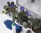 Caring for houseplants in the winter. Blooming violets plant in flowerpots. Fertilizer and gloves. Snow