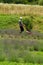 Caring for a lavender field, a man mows the grass with an electric lawnmower.