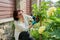 Caring for a lilac bush in the garden, a woman using a pruner to cut wilted flowers.