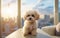 Caring for a Maltipoo at home in a stylish urban setting, perfect domestic bliss.