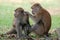 Caring Monkeys