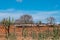 Cariri, ParaÃ­ba, Brazil - February, 2018: Landscape of nature background with cows and oxen feeding, eating in a dry land with Ma