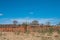 Cariri, ParaÃ­ba, Brazil - February, 2018: Landscape of nature background with cows and oxen feeding, eating in a dry land with Ma