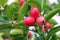 Carissa carandas, Carunda, Karonda seeds ripe pink or red colorful, tropical citrus karanda or koromcha fruit, Karandaor carunda