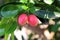 Carissa carandas, Carunda, Karonda seeds ripe pink or red colorful, tropical citrus karanda or koromcha fruit, Karandaor carunda