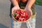 Carissa carandas are a type of medicinal fruit.  The appearance of the fruit is red and slender.  similar to the queen tomato