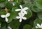 Carissa grandiflora blossom
