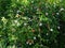 Carissa macrocarpa bush