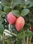 Carissa macrocarpa with fruits