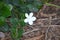 Carissa macrocarpa or Natal plum. White flower. Green leaves.