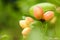 Carissa\'s pink fruit (Carissa carandas)