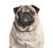 Carlin looking at camera against white background, pug