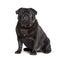 Carlin sitting against white background, pug