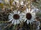 Carlina acaulis (stemless carline thistle)