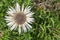 Carlina acaulis, the stemless, silver, dwarf carline thistle flowering plant in the family Asteraceae, native to alpine regions of