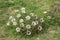 Carlina acaulis, the stemless, silver, dwarf carline thistle flowering plant in the family Asteraceae, native to alpine regions of