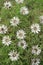 Carlina acaulis, the stemless, silver, dwarf carline thistle flowering plant in the family Asteraceae, native to alpine regions of