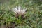 Carlina acaulis white beige flowering mountain meadow plants, wild flowers in bloom, stemless flower