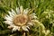 Carlina acaulis white carlina flower