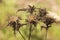 Carlina corymbosa clustered carline thistle specimens on green meadow with out of focus background plants full of spikes like