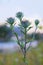 Carlina vulgaris or Carline thistle, family Asteraceae Compositae.