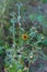 Carlina vulgaris or Carline thistle, family Asteraceae Compositae.